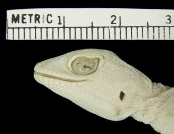 Media type: image;   Herpetology R-7136